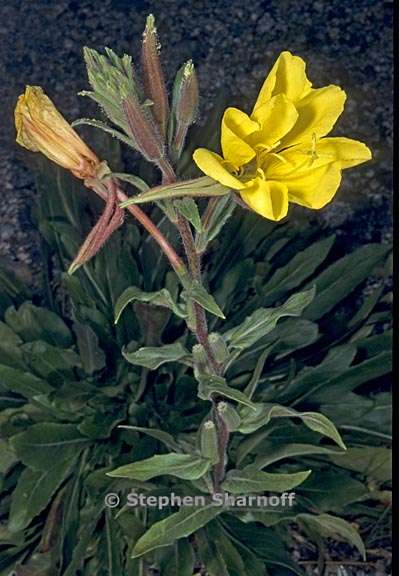 oenothera elata ssp hirsutissima 9 graphic